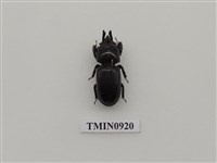 藏品(三支角鍬形蟲)的圖片